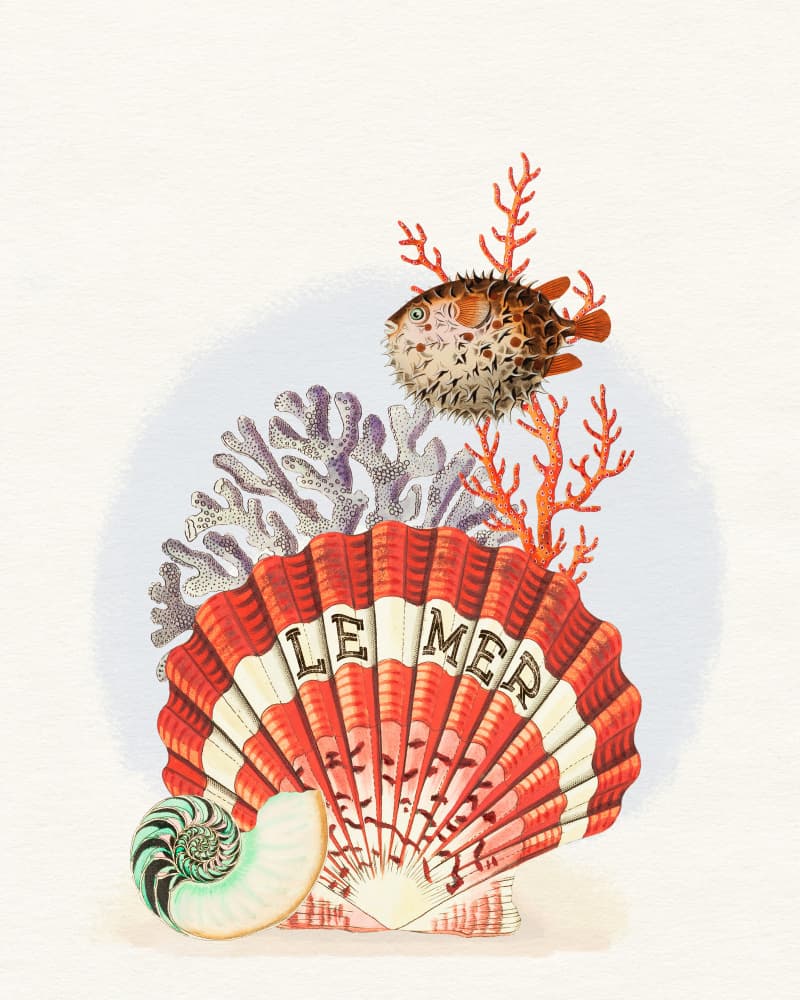 Le Mer Seashell Marine Life by Wild Violets — canvas wall art