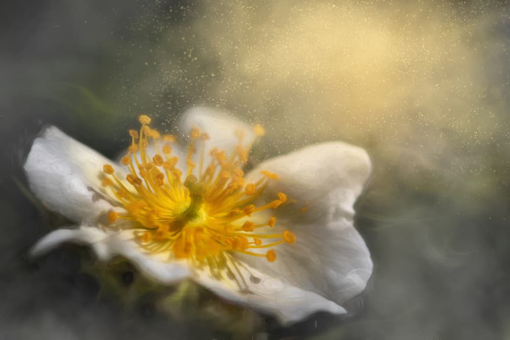 Glowing White Flower by Cicek Kiral — canvas wall art