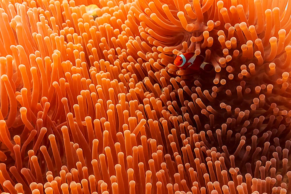 Clownfish in Orange Anemone by Mato P. — canvas wall art