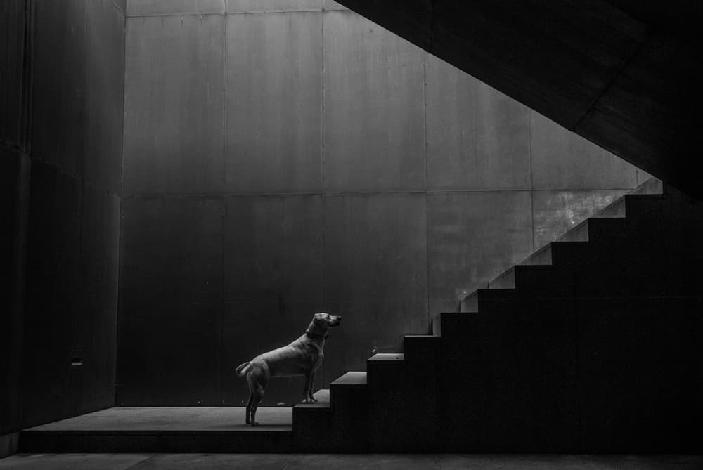 Dog on Stairs by Luis Câmara — canvas wall art