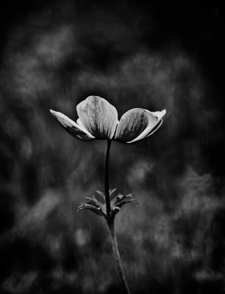 Elegant Anemone Bloom by Jalili — canvas wall art
