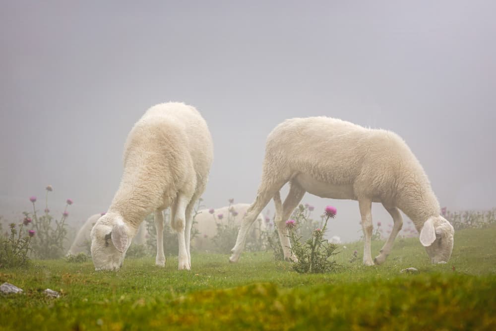 Grazing Sheep In Mist by Davorin Baloh — canvas wall art