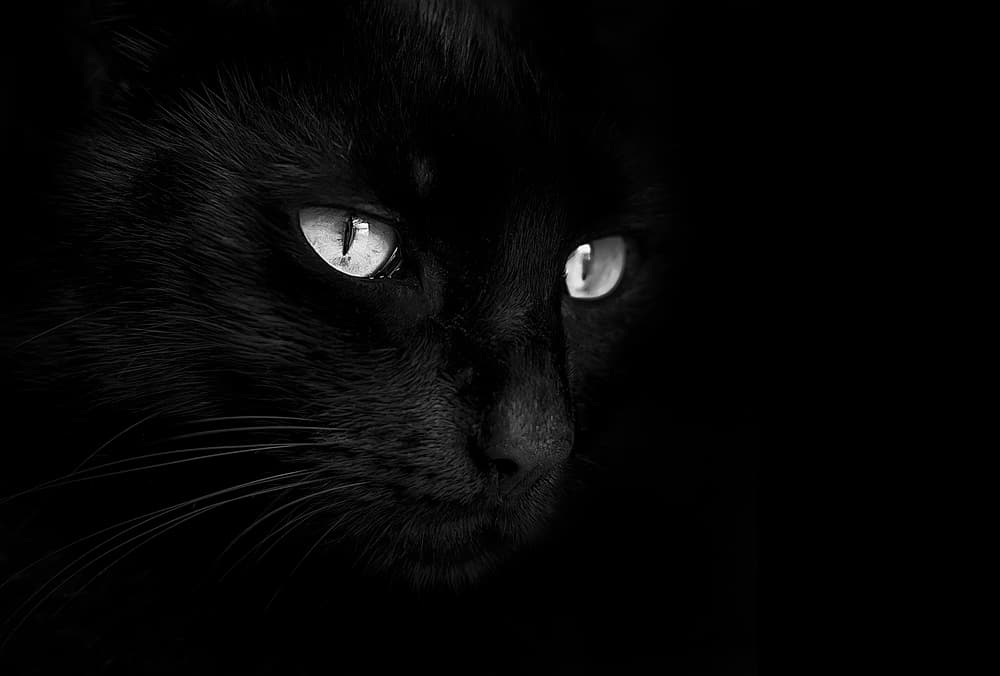 Glowing Cat Eyes by Monte Pi (10catsplus) — canvas wall art
