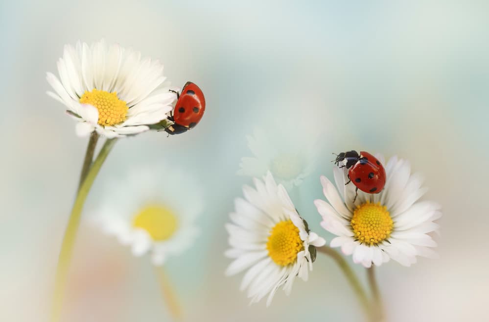 Red Ladybugs on Daisies by Ellen van Deelen — canvas wall art