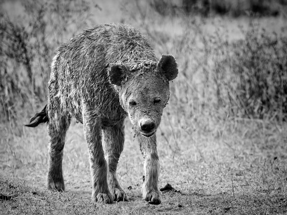 Mud-Covered Hyena Gaze by Nicolás Merino — canvas wall art