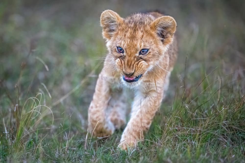 Fierce Cub Charge by Jeffrey C. Sink — canvas wall art