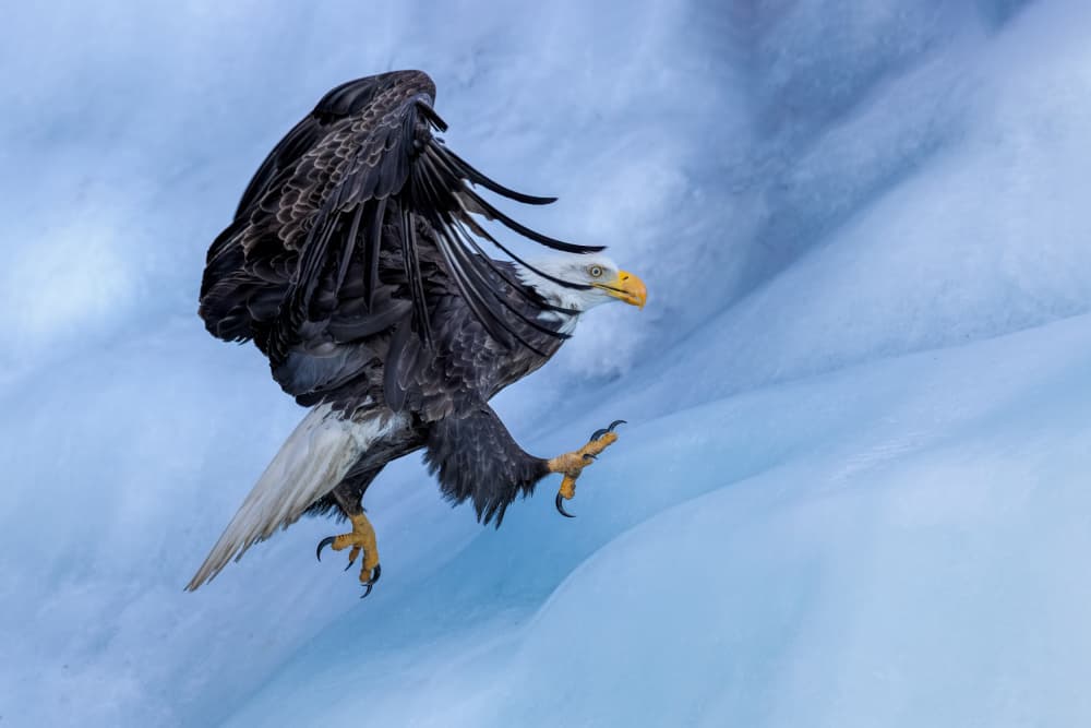 Majestic Eagle Landing by Jun Zuo — canvas wall art