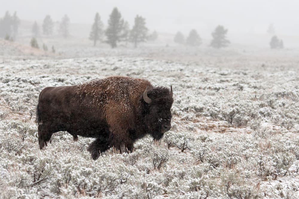 Bison In Winter Snow by Alfred Forns — canvas wall art
