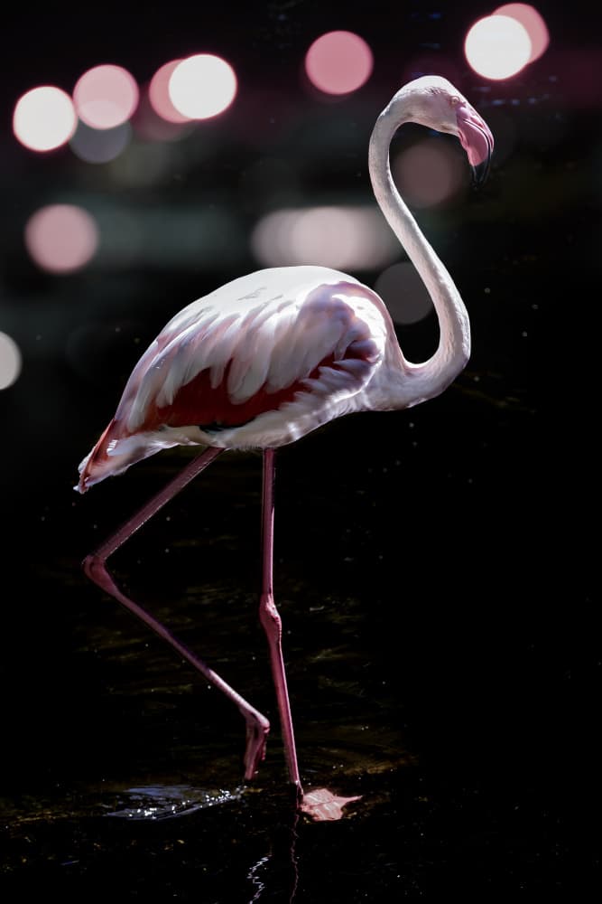 Elegant Flamingo by Shot by Clint — canvas wall art