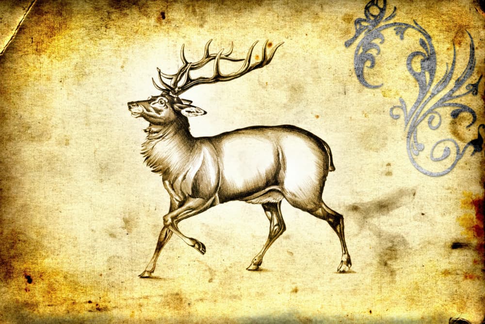 Vintage Stag Illustration by Rafal Kulik — canvas wall art