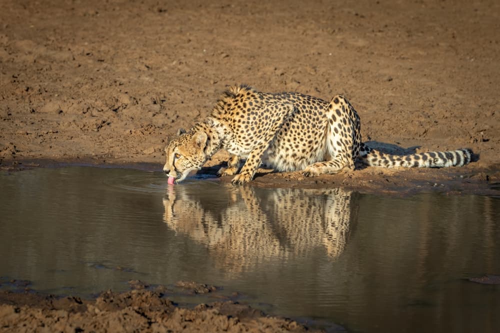 Thirsty Cheetah Reflection by Jeffrey C. Sink — canvas wall art