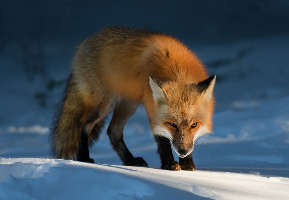Red Fox by Susan Breau — canvas wall art