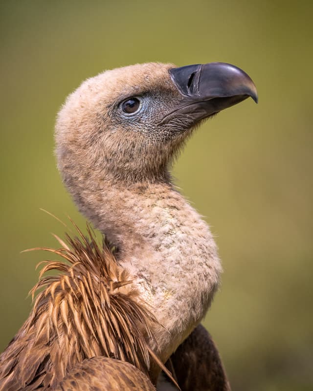 Majestic Vulture Profile by fegari — canvas wall art