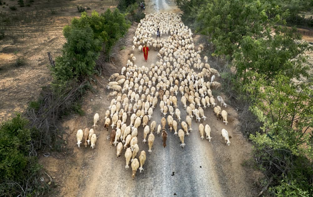 Rural Sheep Journey by Angela Muliani Hartojo — canvas wall art