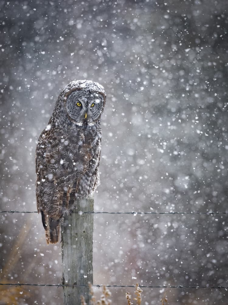 Watchful Winter Owl by Eugene Zhu — canvas wall art