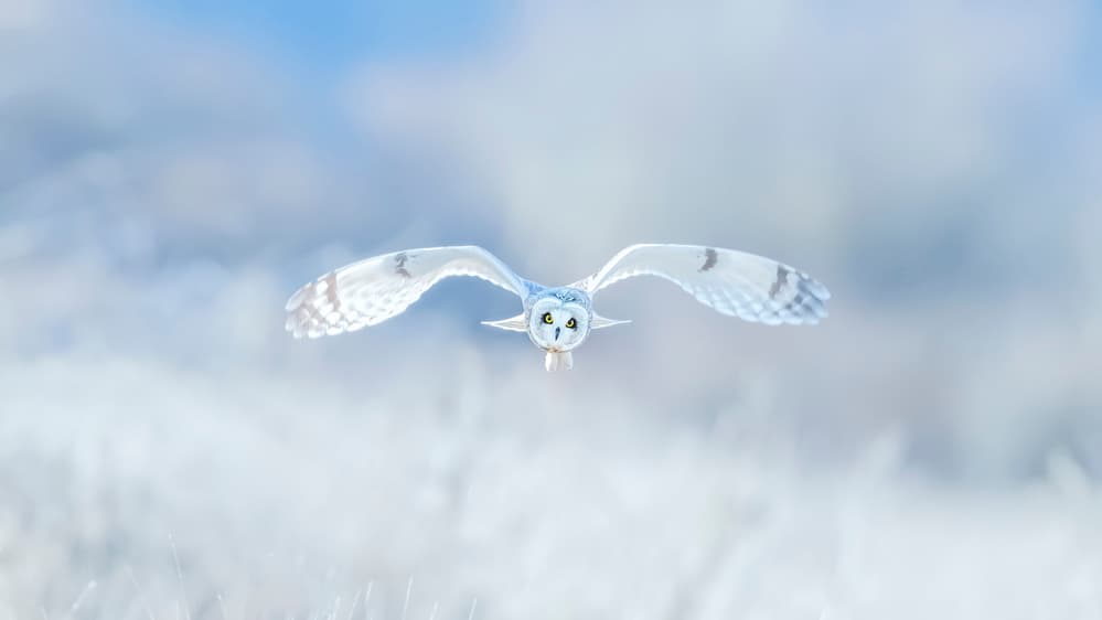 Serene Owl In Flight by Fion Wong — canvas wall art