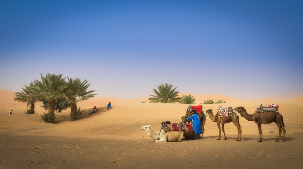 Sahara Oasis Camels by Eugenio Pastor Benjumeda — canvas wall art