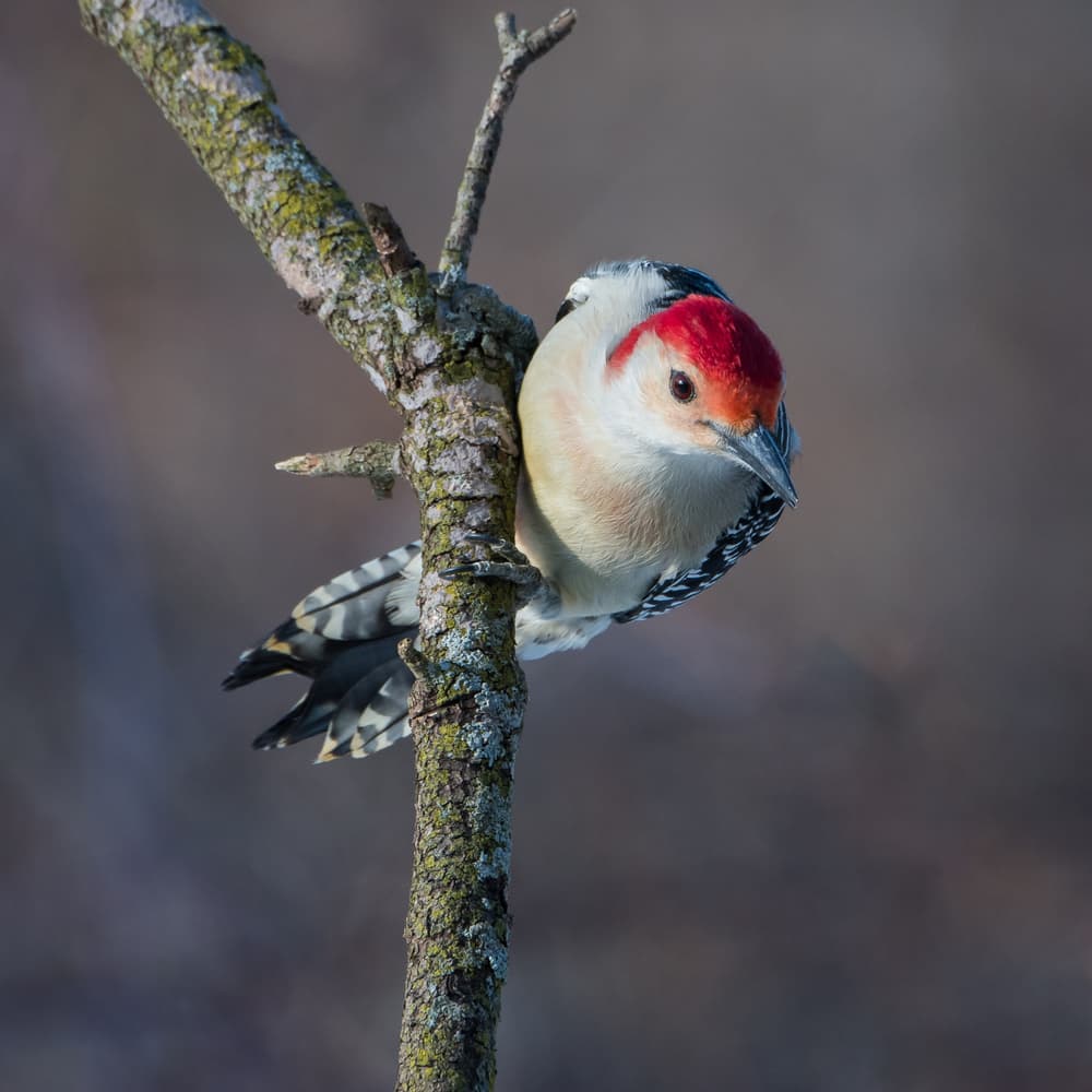 Red Headed Woodpecker by Darlene Hewson — canvas wall art