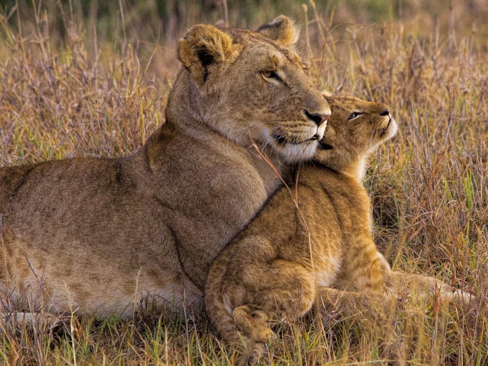 Tender Lioness Cub by Henry Jager — canvas wall art