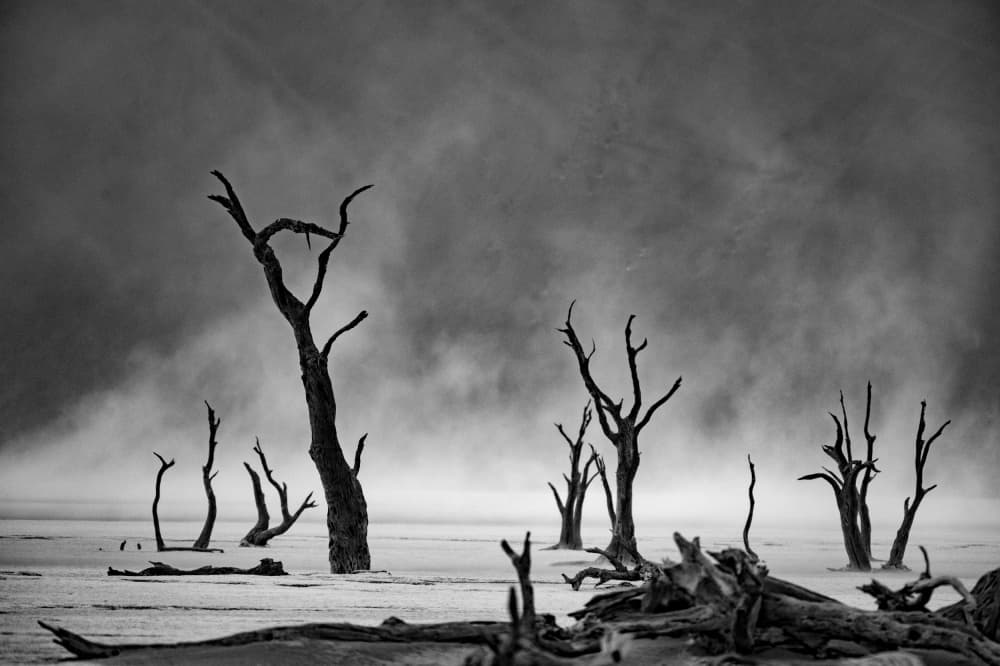 Dead Trees Misty Desert by Gina Buliga — canvas wall art