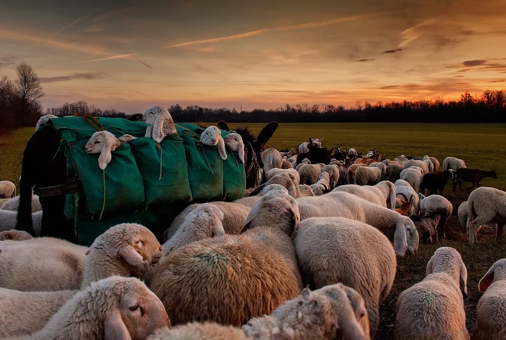 Sheep Flock Sunset by Aida Ianeva — canvas wall art
