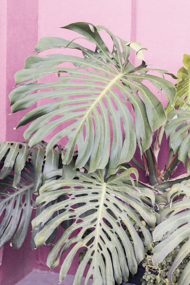 Monstera leaf La Muralla by Kathrin Pienaar — canvas wall art
