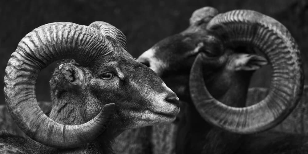 Two Majestic Rams by Haruma Okubo — canvas wall art