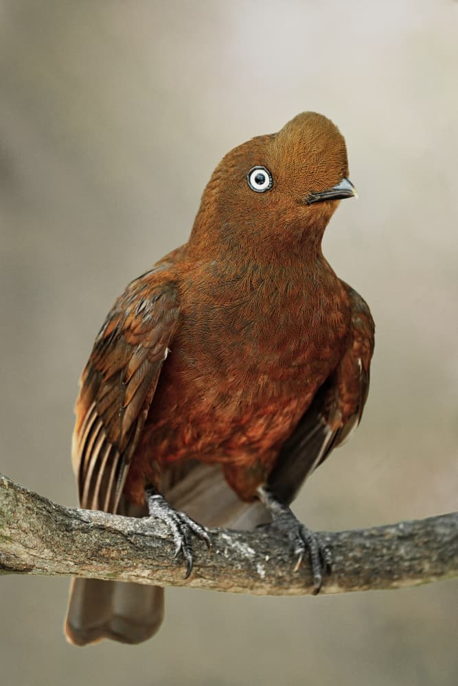 Unique Brown Bird by Lisandro PEREZ — canvas wall art