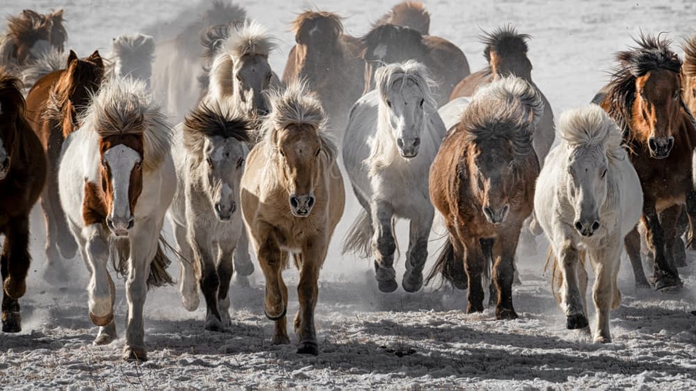 Wild Horses Charge by Chuanxu Ren — canvas wall art