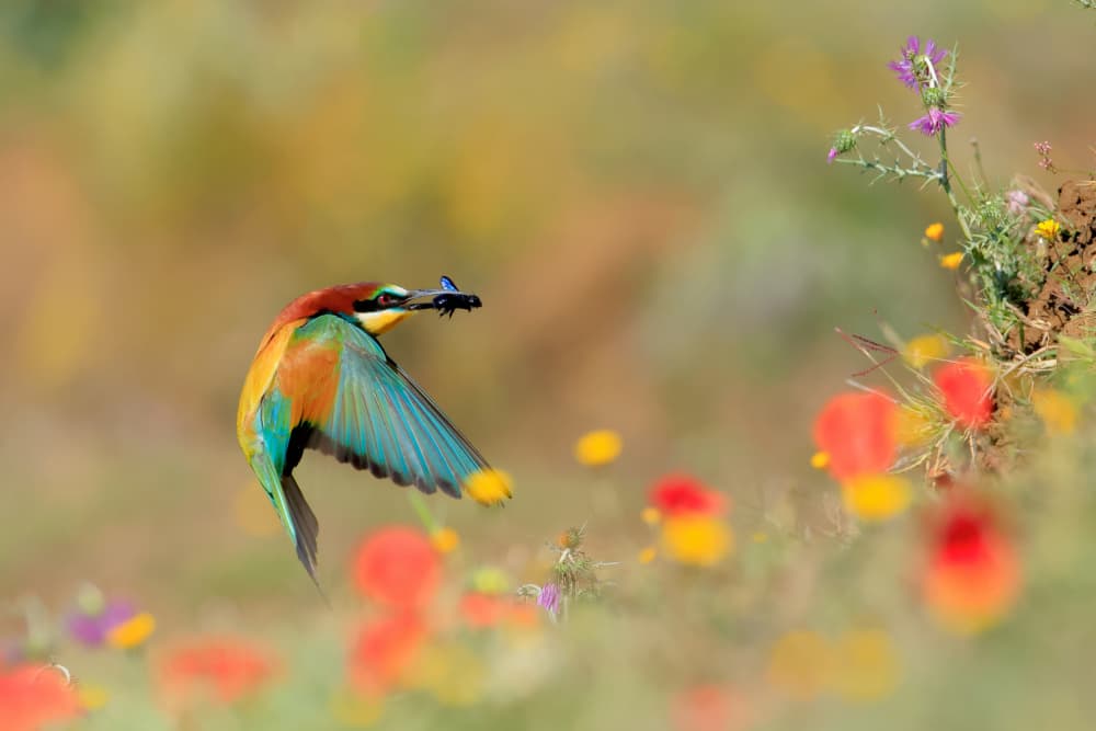 Vibrant Bird in Flight by Andres Miguel Dominguez — canvas wall art