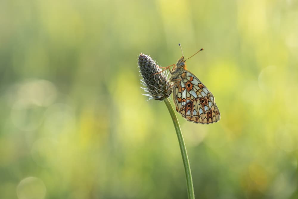 Butterfly in Golden Light by Ytje Veenstra — canvas wall art