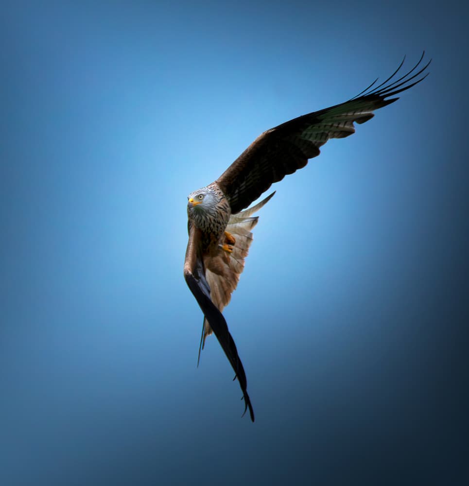 Majestic Red Kite Flight by Erik Engström — canvas wall art