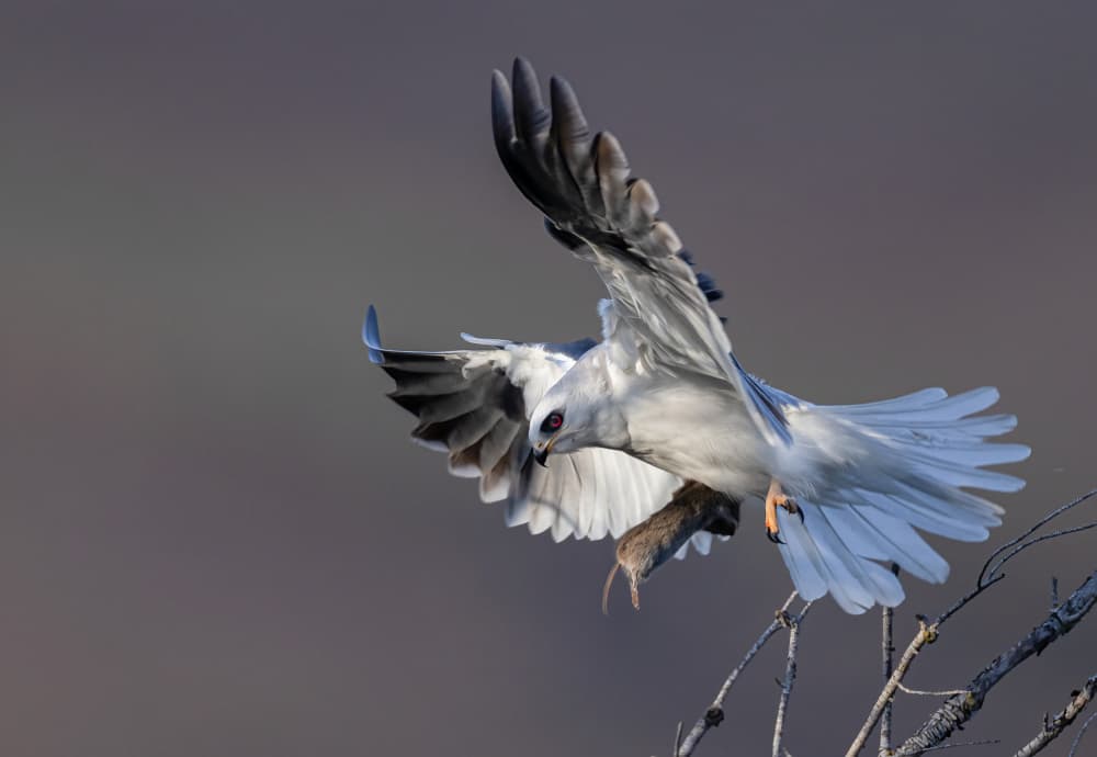 White Kite Hunts Mouse by Johnson Huang — canvas wall art