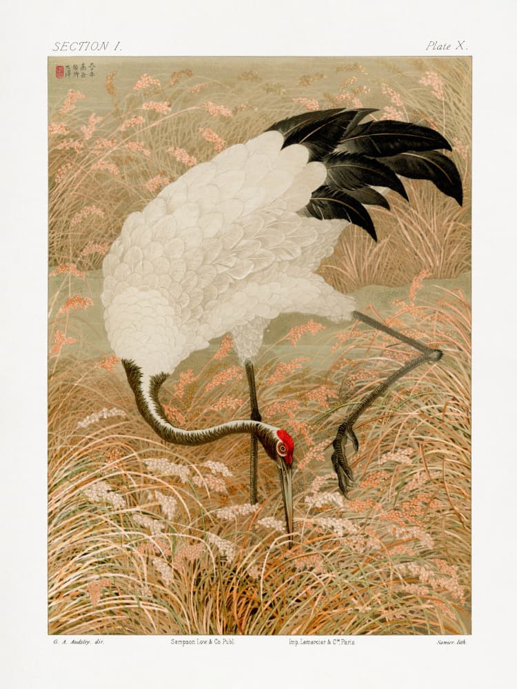 Sarus Crane In Rice Field by G.a. Audsley — canvas wall art