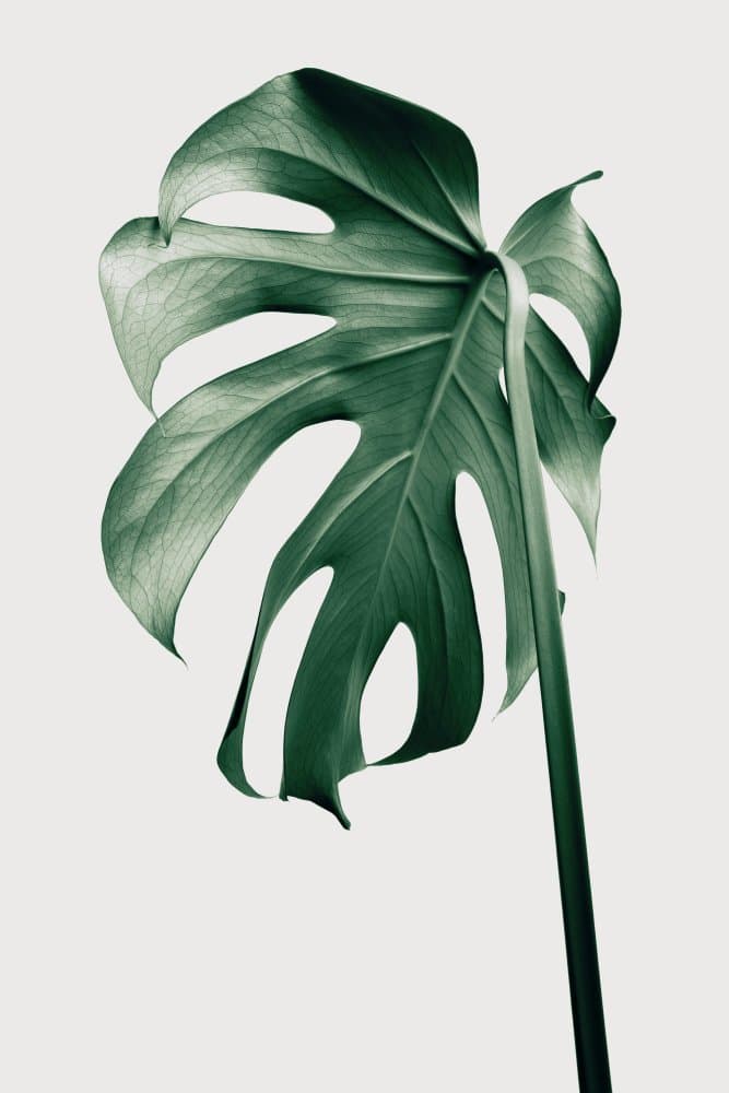 Tropical Monstera Leaf by Pictufy Studio III — canvas wall art