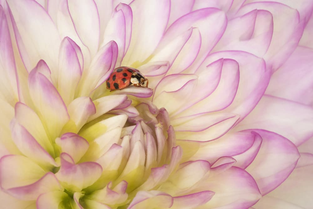 Ladybug on Dahlia by Linda D Lester — canvas wall art