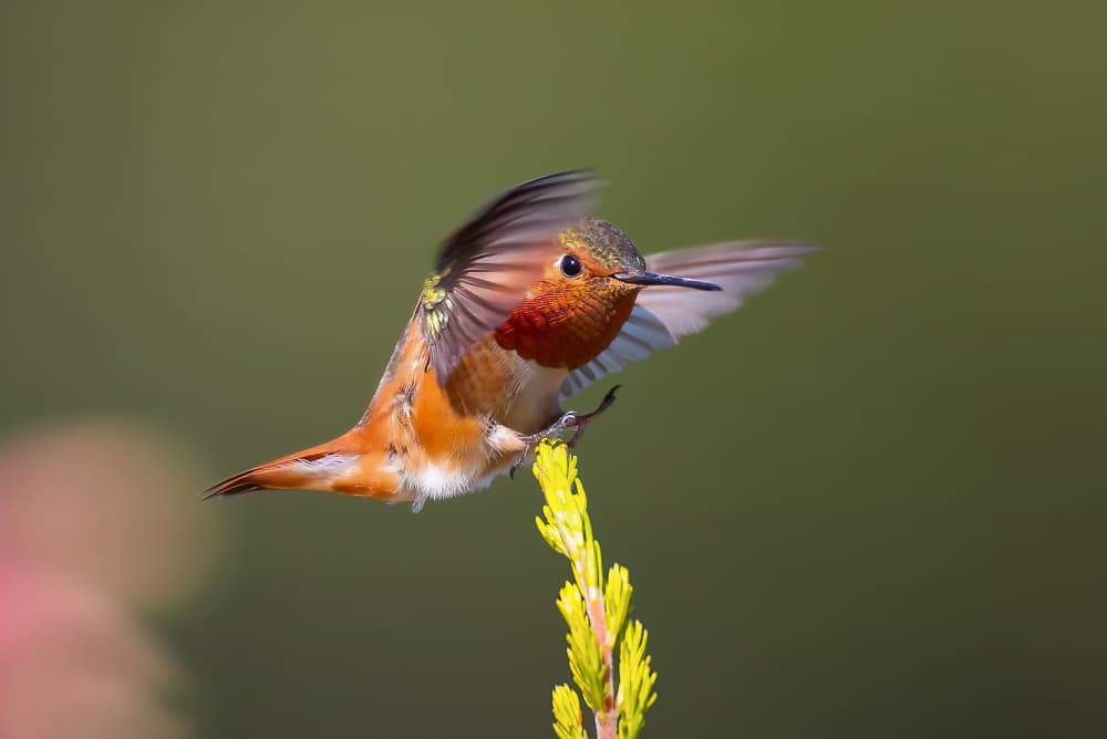 Vibrant Hummingbird Landing by Johnson Huang — canvas wall art