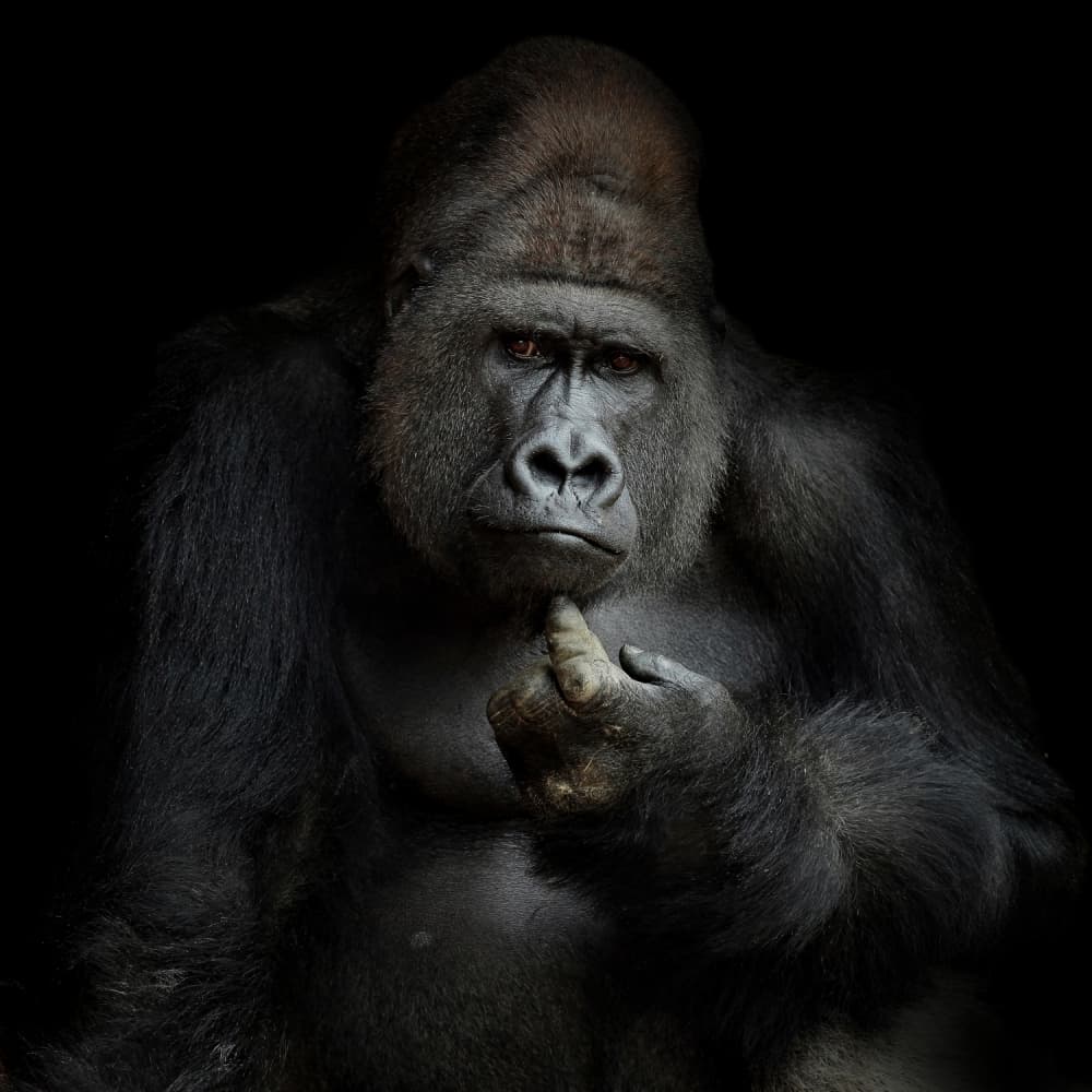 Thoughtful Gorilla Portrait by Antje Wenner-Braun — canvas wall art