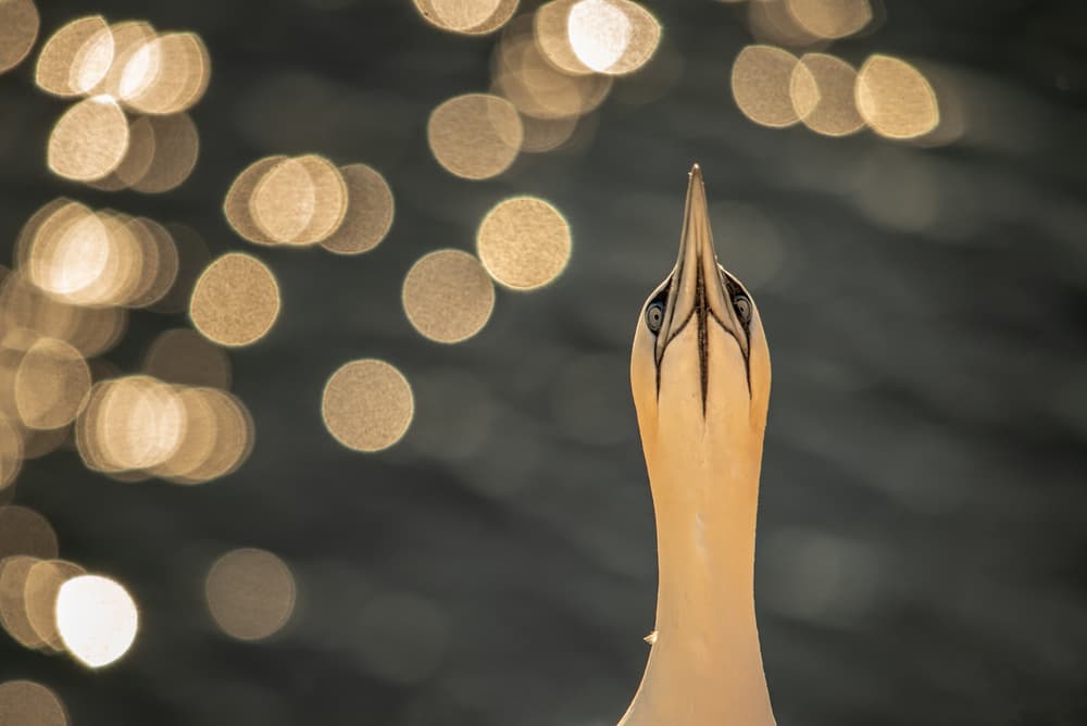 Seabird Golden Gaze by Piet Haaksma — canvas wall art