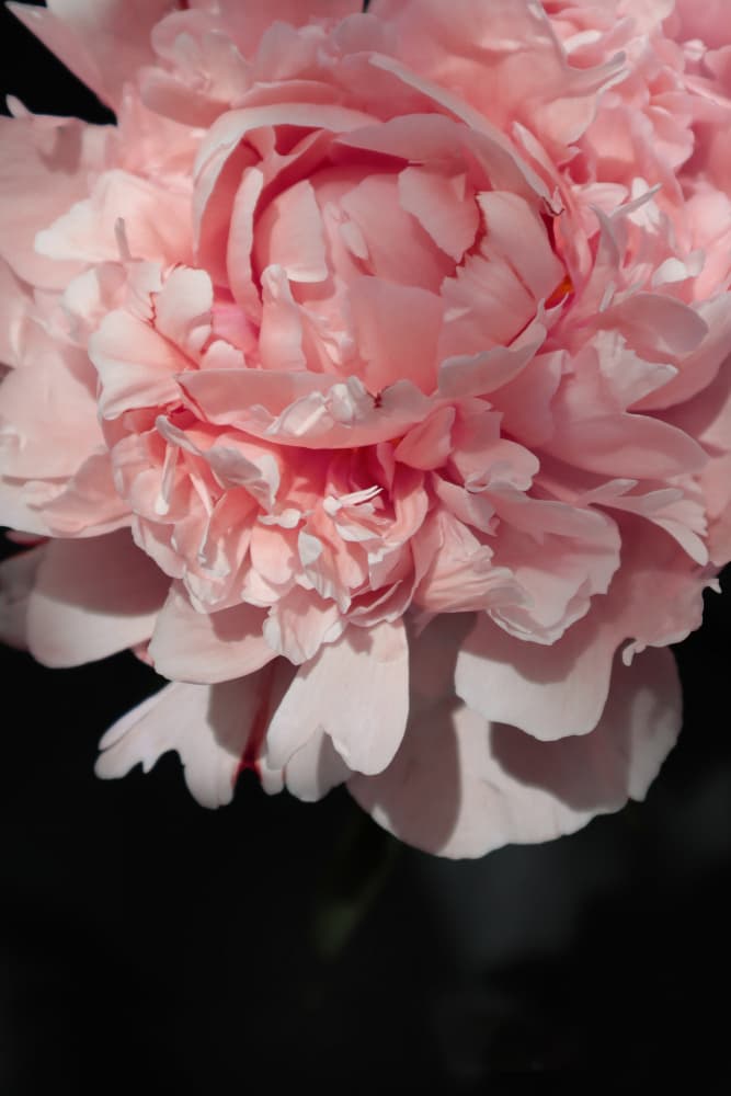 Soft Pink Peony by Rosana Laiz Blursbyai — canvas wall art