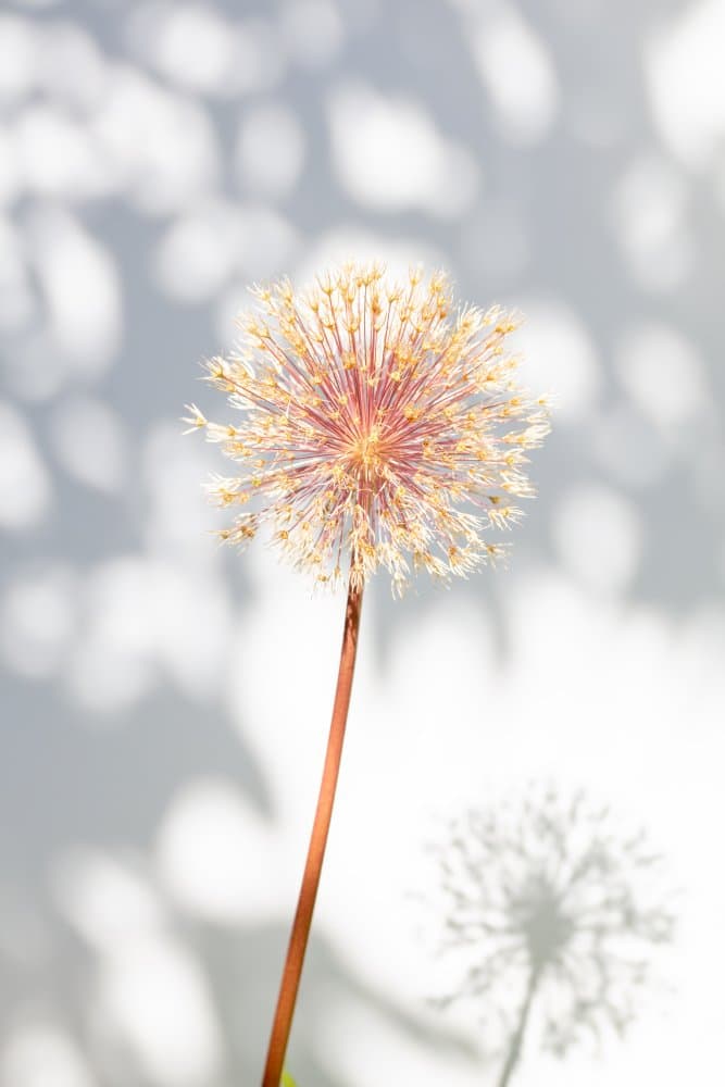 Soft Allium Glow by Pictufy Studio III — canvas wall art