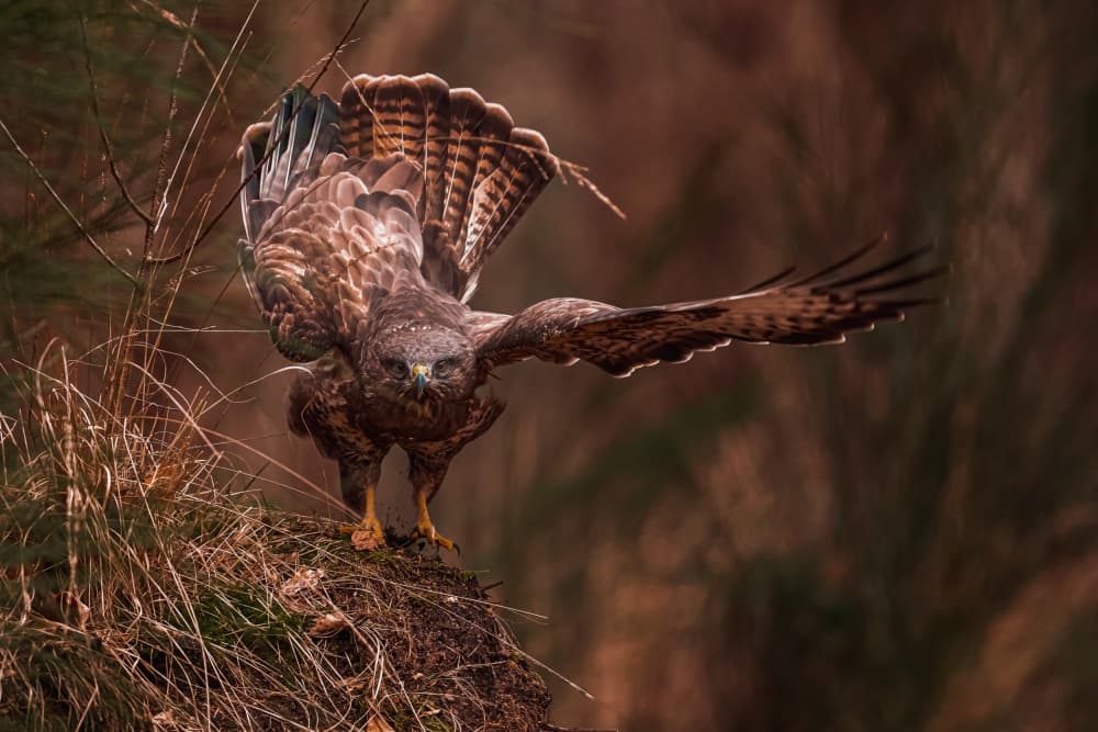Raptor's Powerful Stance by Gert J ter Horst — canvas wall art