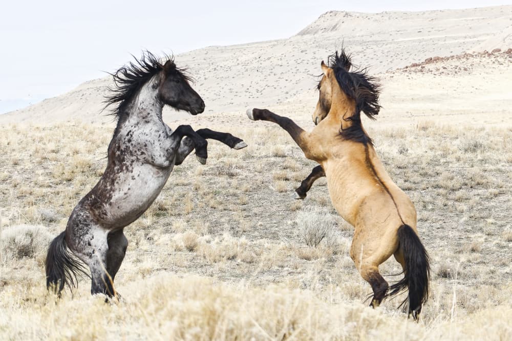 Wild Mustangs Battling by Martineb — canvas wall art