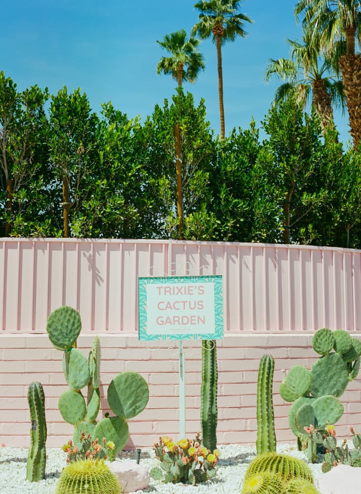 Pink Cactus Garden by Bethany Young — canvas wall art