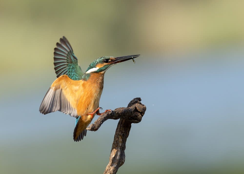 Kingfisher's Perfect Catch by Eyal Amer — canvas wall art