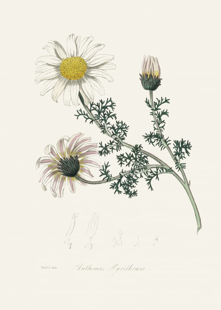 Mount Atlas Daisy (anthemis Pyrethrum) Medical Botany by John Stephenson and James Morss Churchill — canvas wall art