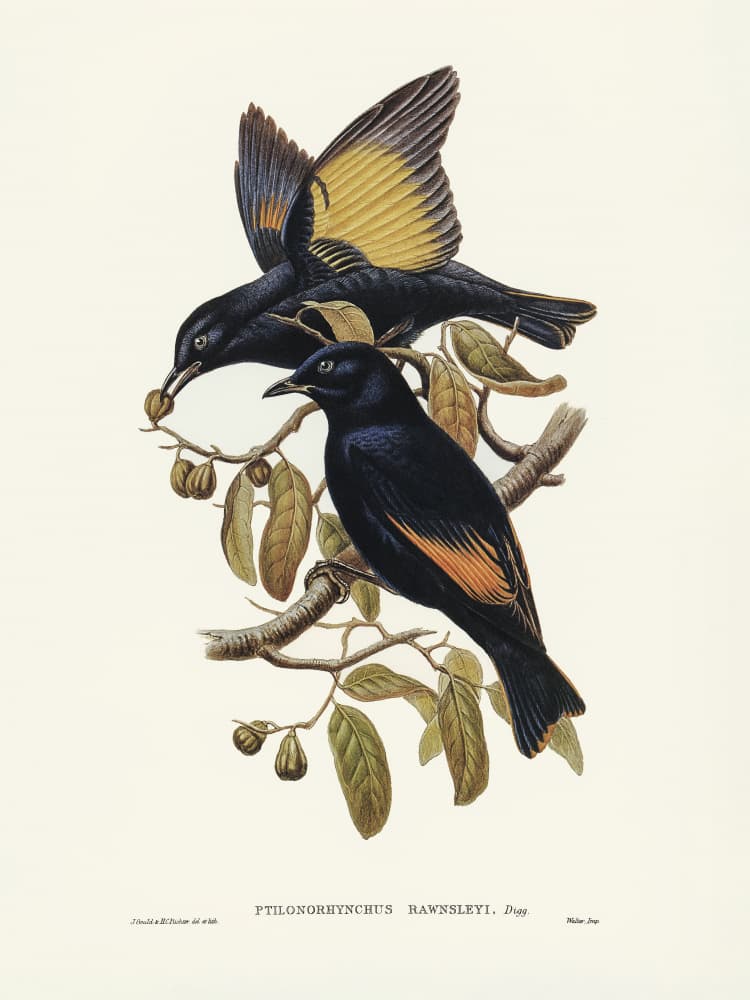 Rawnsley's Bower Bird by Elizabeth and John Gould — canvas wall art