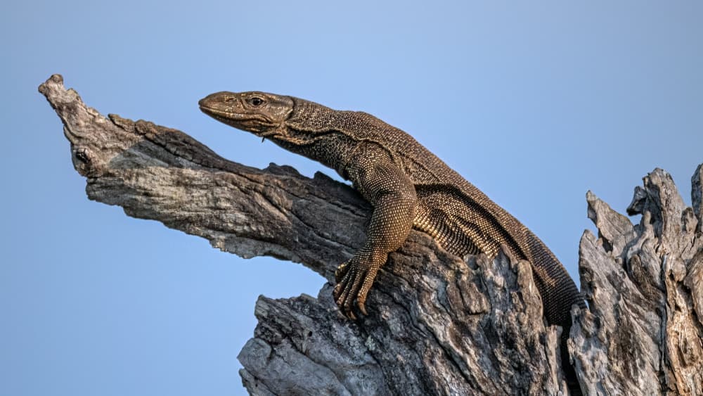 Wild Monitor Lizard by Henk Goossens — canvas wall art