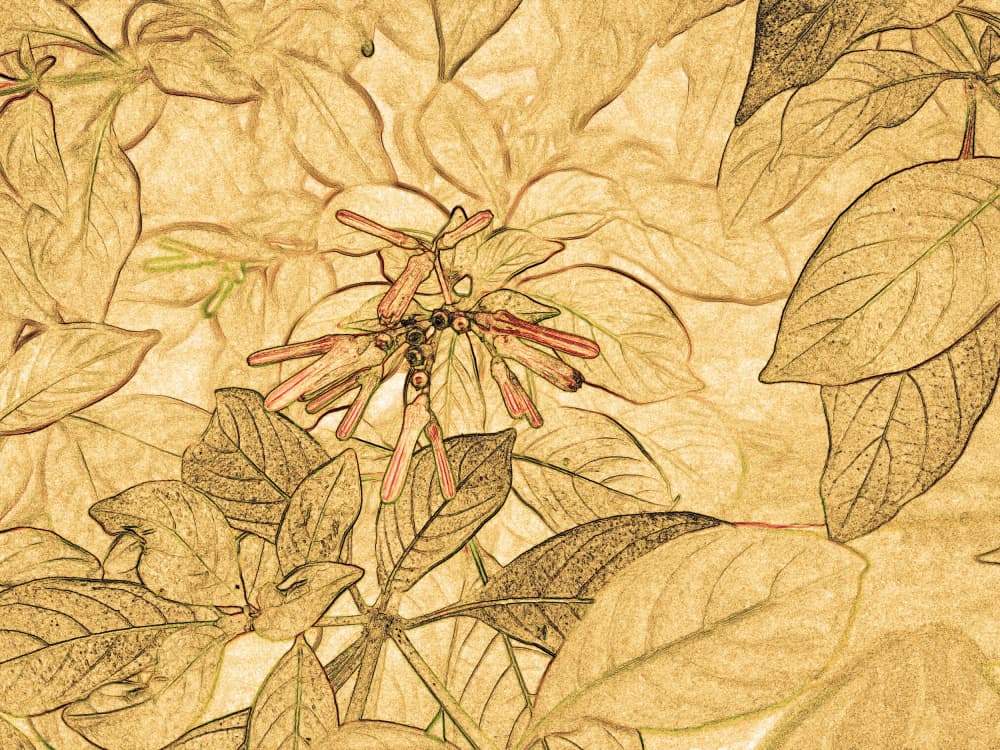 Botanical Sepia Sketch by Santhosh ch — canvas wall art