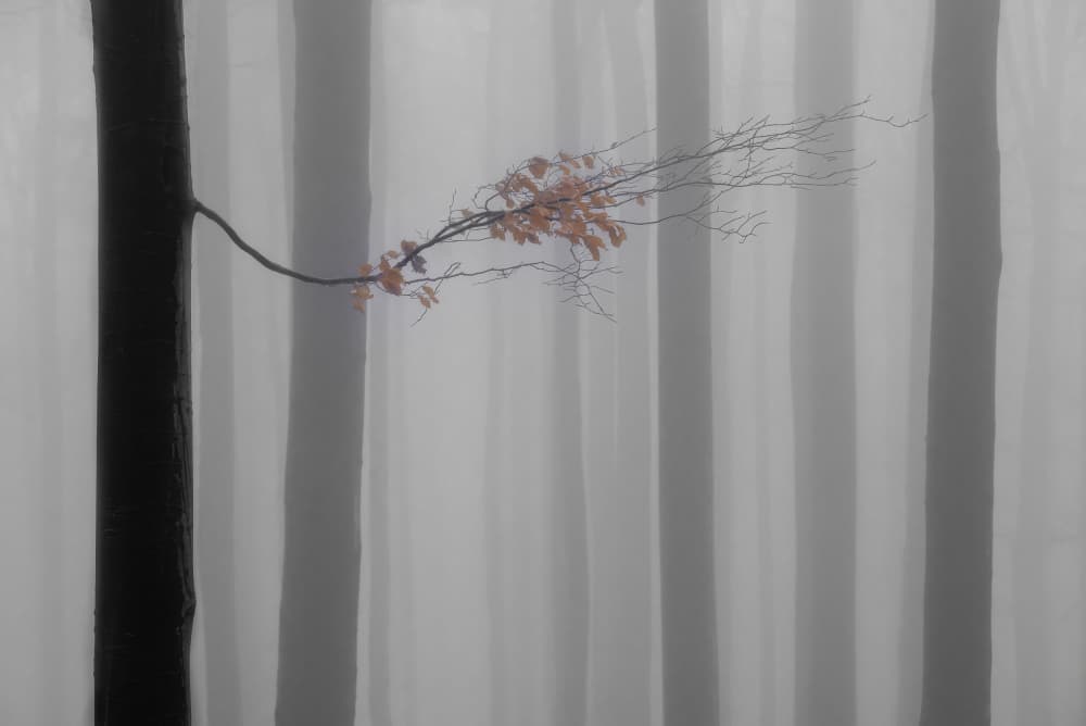 Misty Forest Branch by Tom Pavlasek — canvas wall art